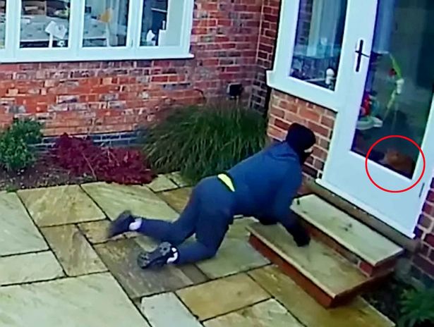 Would-be burglar caught after being stared down by cat in bizarre face-off on CCTV